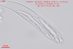 Strossmayeria basitricha