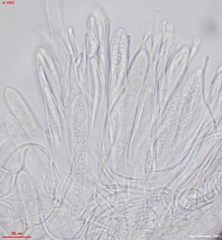 Strossmayeria basitricha