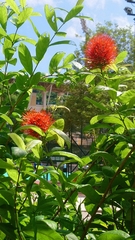 Combretum constrictum