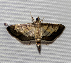 Cnaphalocrocis trebiusalis