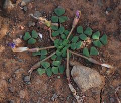 Oxalis fergusonae