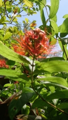 Combretum constrictum