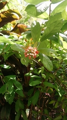 Combretum constrictum