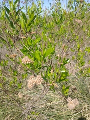 Tessaria dodonaeifolia