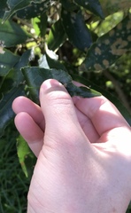 Aceria melicyti