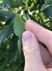 Aceria melicyti
