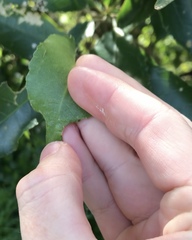 Aceria melicyti