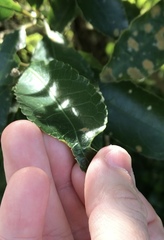 Aceria melicyti