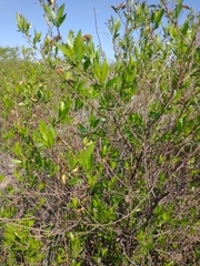 Tessaria dodonaeifolia