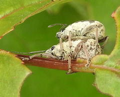 Sciobius
