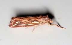 Meyrickella torquesauria