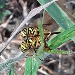 Spilomyia longicornis