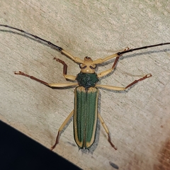 Chlorida cincta