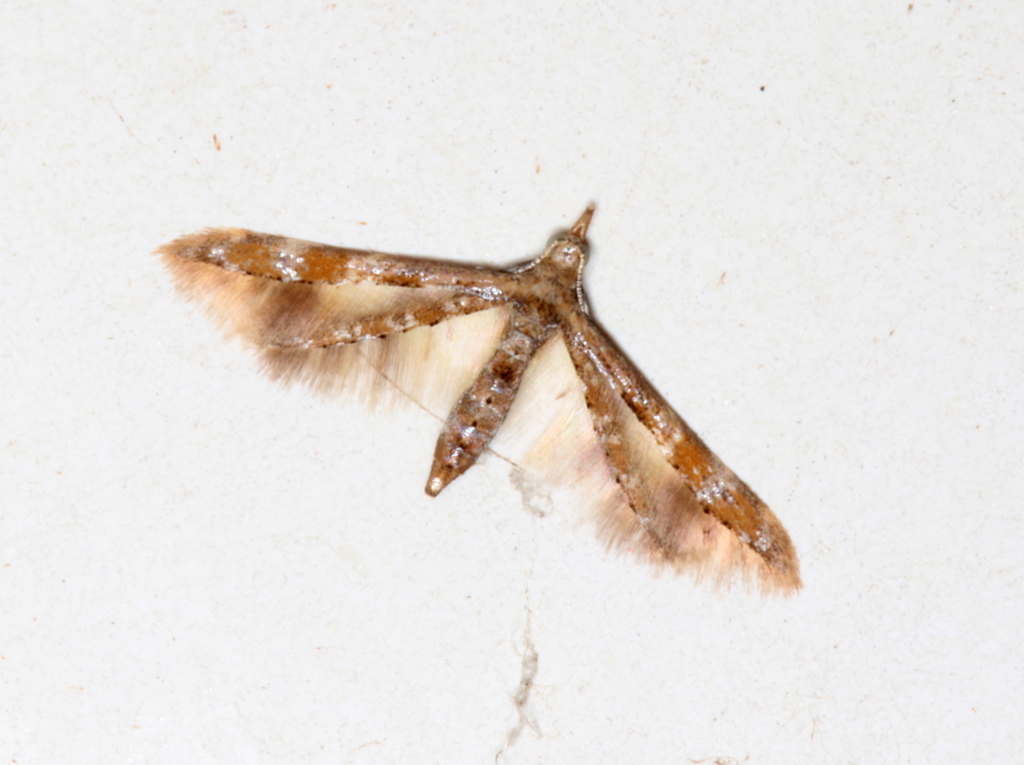 Oxychirota