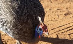 Numida meleagris mitratus