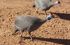 Numida meleagris mitratus