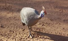 Numida meleagris mitratus