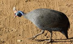 Numida meleagris mitratus