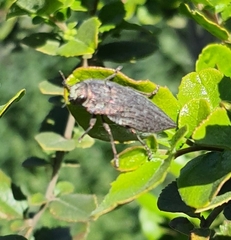 Ectinogonia buquetii