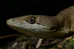 Gerrhonotus ophiurus