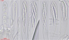 Strossmayeria basitricha