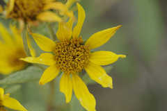 Helianthus nuttallii