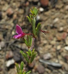 Indigofera sp14