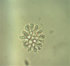 Anthophysa vegetans