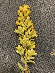 Solidago petiolaris