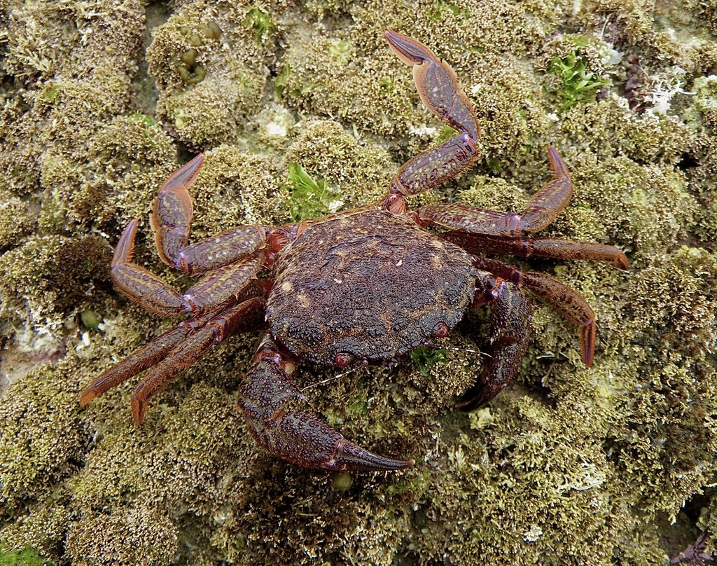 Ovalipinae
