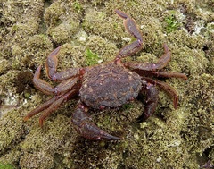 Nectocarcinus tuberculosus