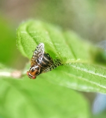 Scholastinae