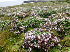 Gentianella concinna