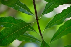 Strophanthus divaricatus