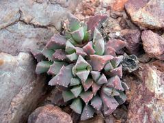 Odontophorus marlothii
