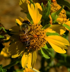 Apis mellifera