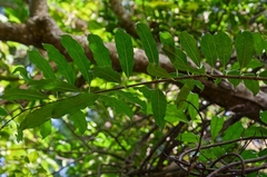 Strophanthus divaricatus