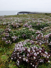 Gentianella concinna