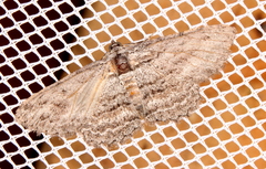 Phelotis cognata