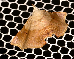 Esthlodora versicolor