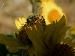 Apis mellifera