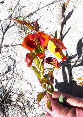 Gladiolus speciosus