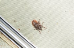 Iptergonus cionoides