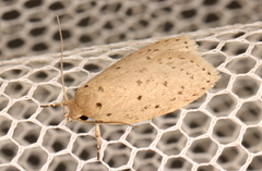 Brachynemata restricta