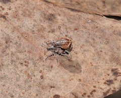 Iptergonus cionoides