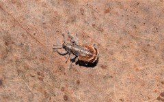 Iptergonus cionoides