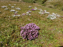 Gentianella concinna