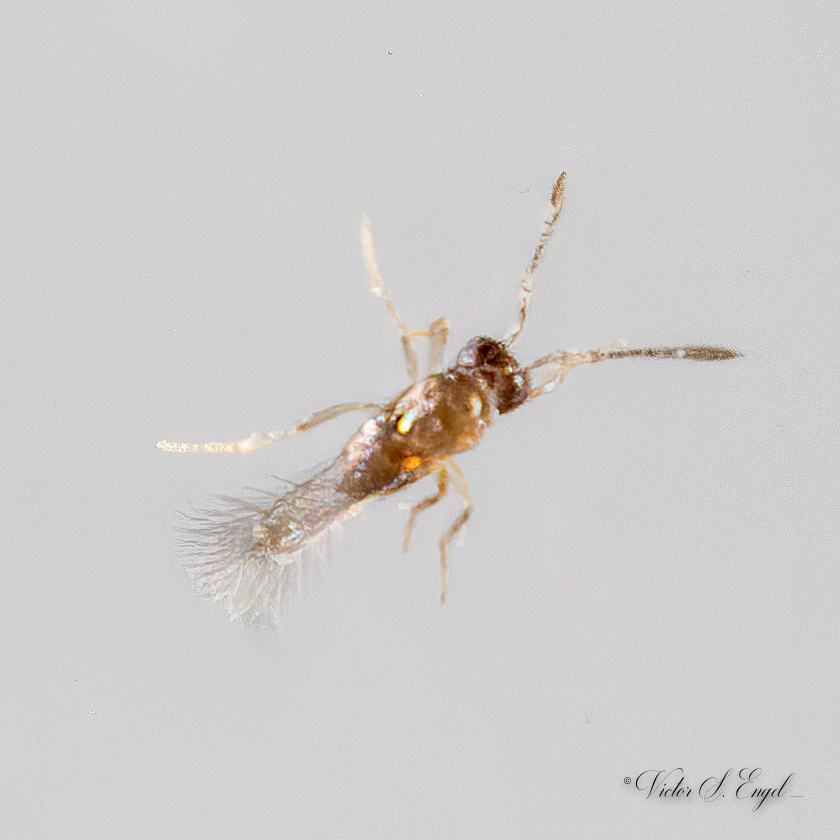 Alaptus eriococci