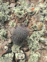 Oreocereus hempelianus