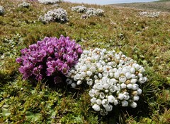 Gentianella concinna